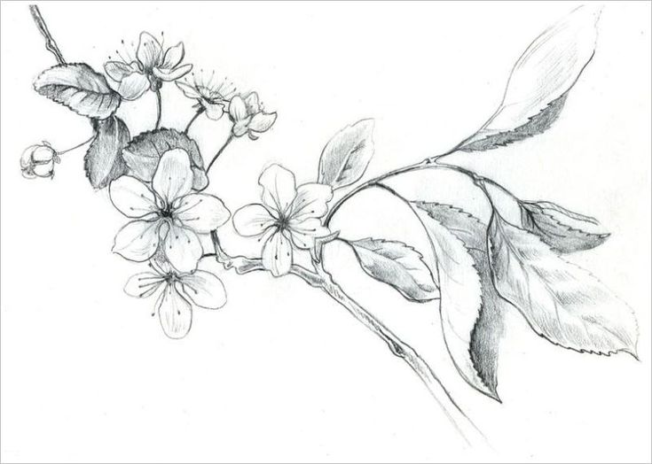 tranh vẽ màu chì hình cây hoa đào | Tatouage cerisier, Comment dessiner une fleur, Tatouages d'arbre de saule