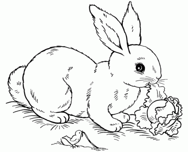 Bé gái thích thú với tranh tô màu hình con thỏ siêu cute