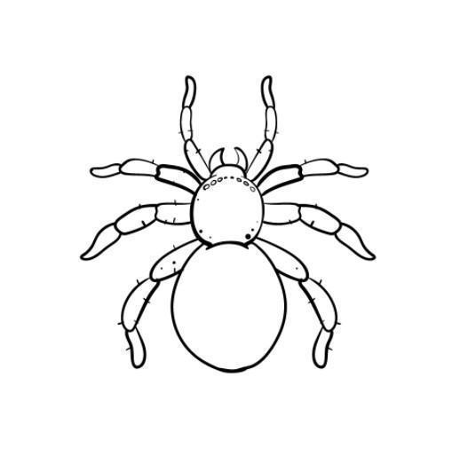 Tổng hợp với hơn 67 về hình vẽ con nhện mới nhất - coedo.com.vn