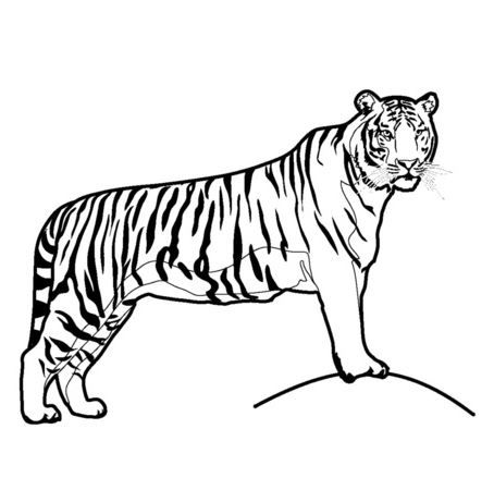 Mẫu tranh tô màu con hổ hung tợn dành cho bé tập tô | Animal coloring pages, Farm animal coloring pages, Animal coloring books