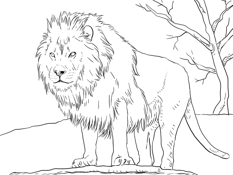 Tô màu con sư tử đực hùng vĩ - Trang Tô Màu Cho Bé