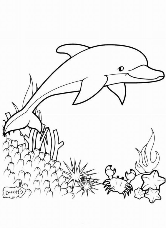 Tuyển tập tranh tô màu cá heo đẹp nhất cho bé | Cá heo, Chủ đề, Động vật