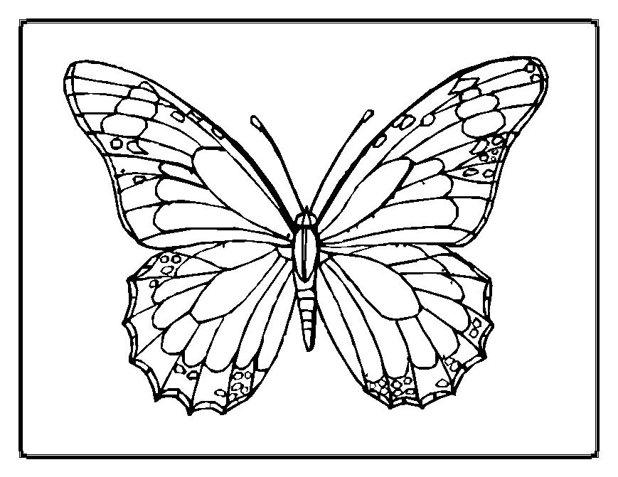 Chia sẻ 51+ về hình con bướm tô màu - trieuson5
