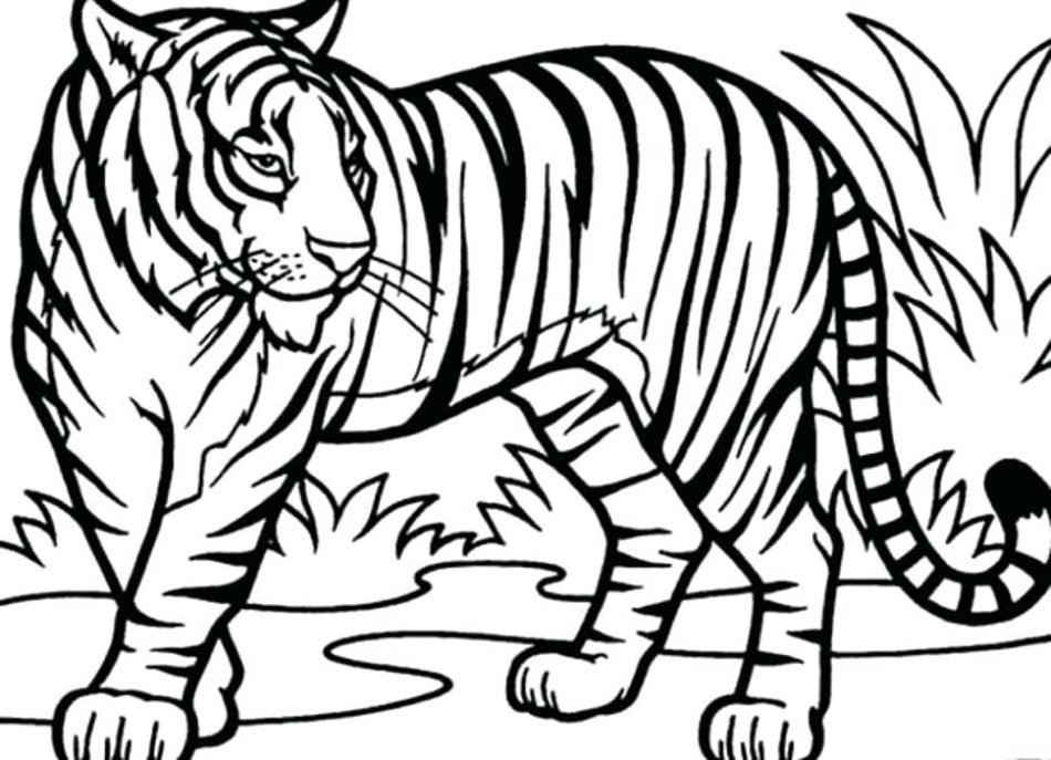 Tô màu một con hổ - Trang Tô Màu Cho Bé