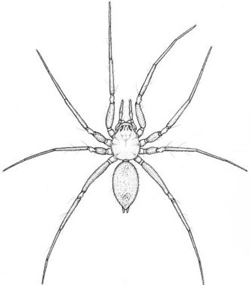 Cùng ngắm nhìn Vẽ hình con nhện trong tranh vẽ tay