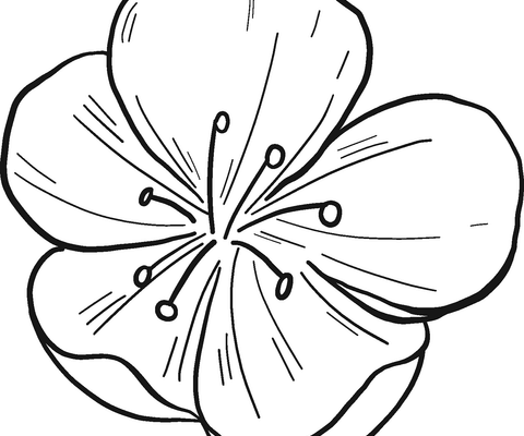 Tô màu 3 Bông Hoa Ly - Trang Tô Màu Cho Bé