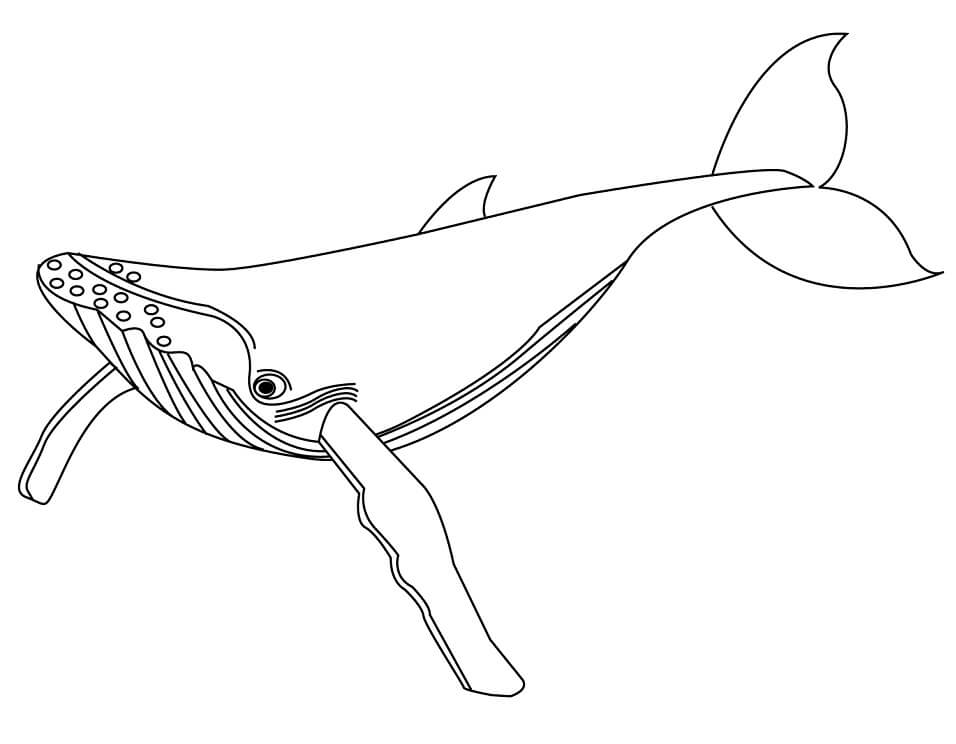 Tô màu Cá voi Xanh - Trang Tô Màu Cho Bé