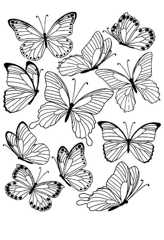 Bộ 21 tranh tô màu con bướm đơn giản và đẹp nhất cho bé - Bút Chì Xanh