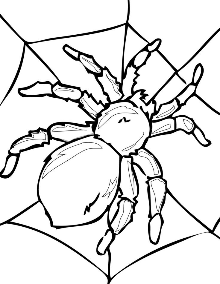 Cập nhật với hơn 56 về tô màu con nhện hay nhất - trieuson5