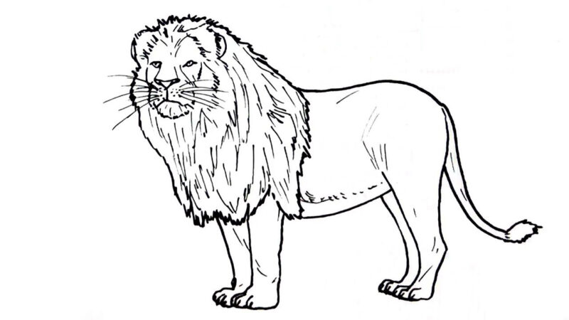 Tổng hợp với hơn 56 về tranh tô màu con sư tử hay nhất - Du học Akina