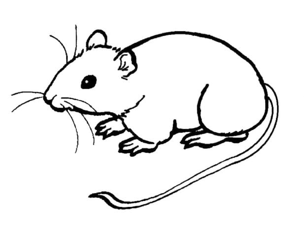 Khám phá 76+ tranh vẽ chuột tuyệt vời nhất - Tin Học Vui