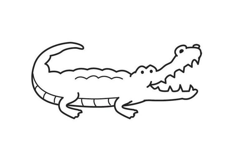 Hướng dẫn cách vẽ CON CÁ SẤU - Tô màu con Cá Sấu How to draw a Crocodile -  HD Vẽ Channel - YouTube