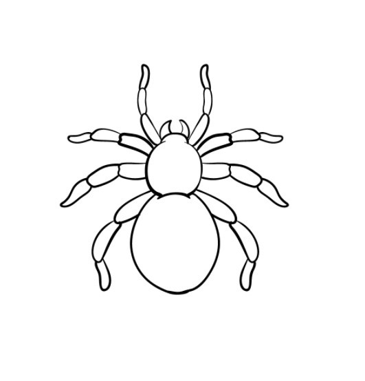 Xem hơn 100 ảnh về hình vẽ con nhện - NEC