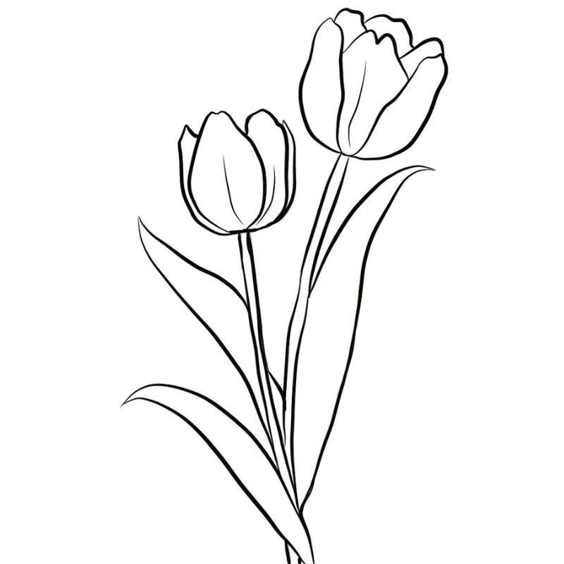 Bí Quyết Tô Màu Tranh Hoa Tulip Từ Cơ Bản Đến Nâng Cao