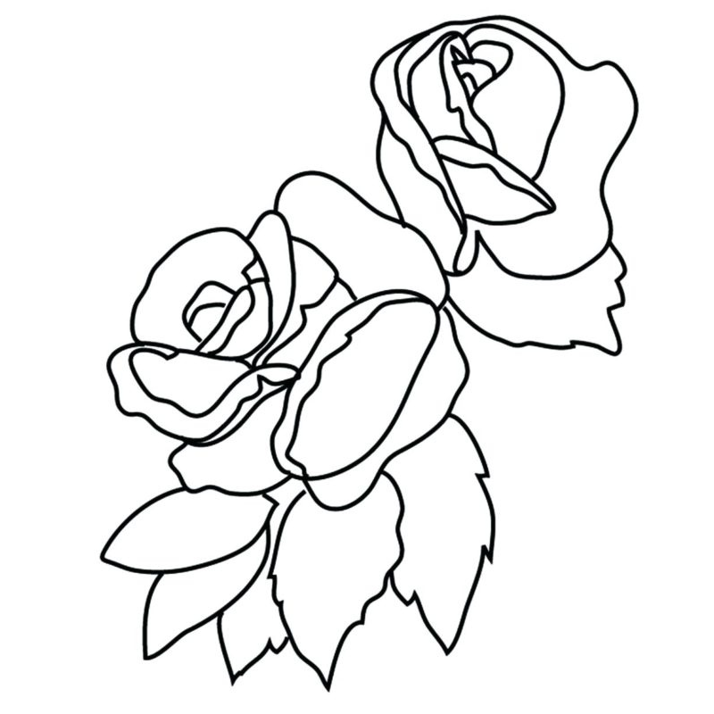 Chân dung hoa hồng Tô Màu Vẽ Hoa Hồng Độc Đáo
