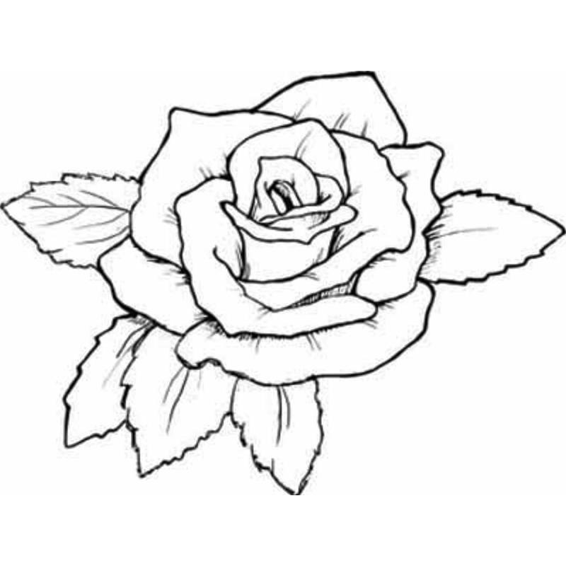 Hoa hồng nở rộ Tô Màu Vẽ Hoa Hồng Cực Đẹp