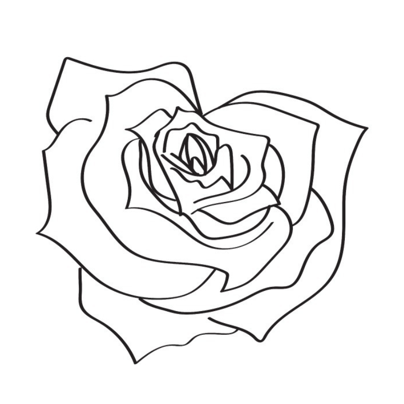Hoa hồng nổi bật Tô Màu Vẽ Hoa Hồng Tạo Điểm Nhấn