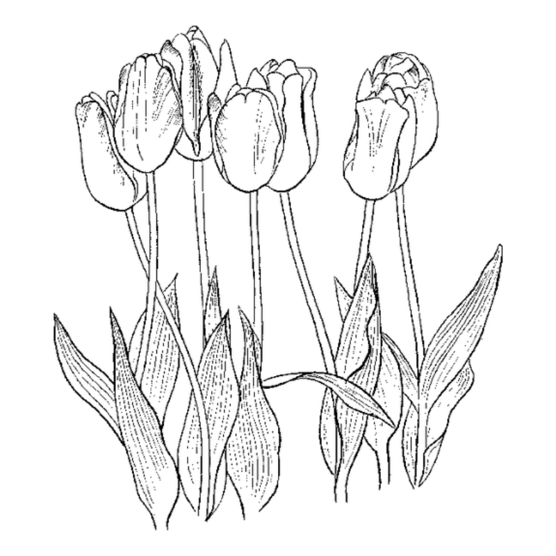 Hướng Dẫn Tô Màu Tranh Hoa Tulip Cho Người Mới Bắt Đầu