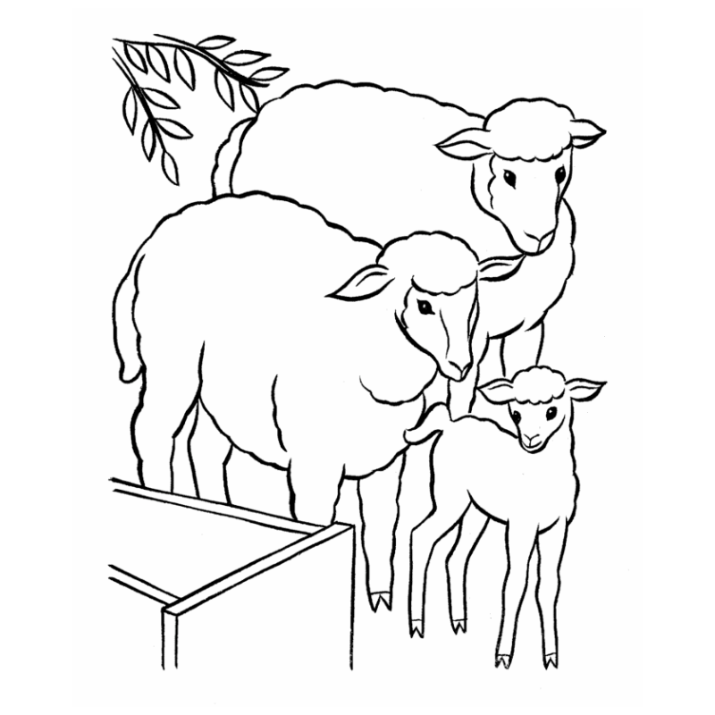 Cách Tô Màu Con Cừu Đơn Giản Nhất Cho Trẻ Em